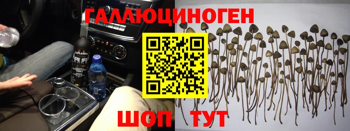 Галлюциногенные грибы Psilocybe Белая Калитва